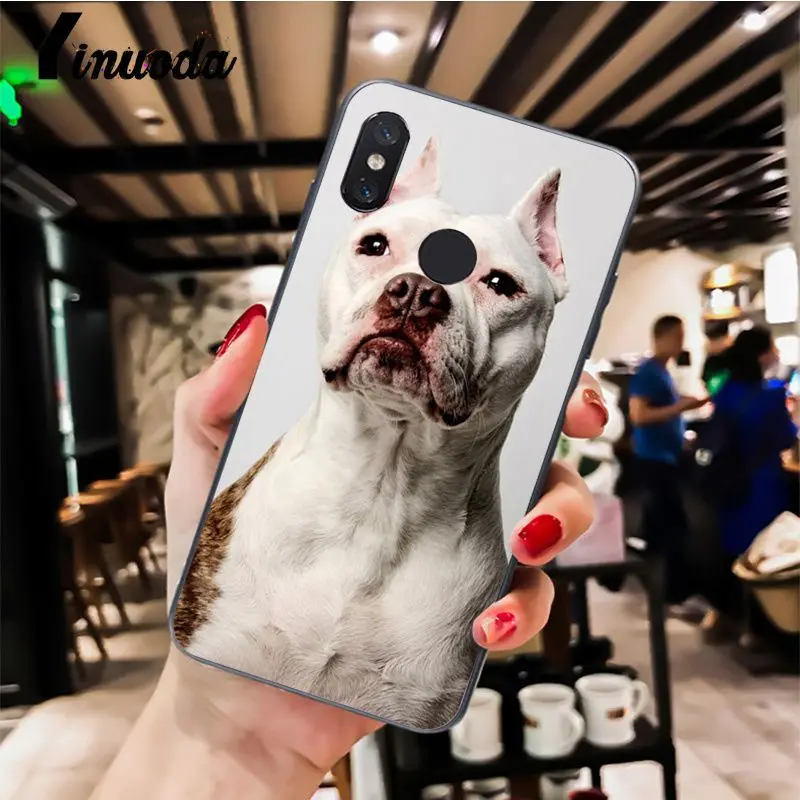 Pit Bull Dog Pitbull Puppy Animal