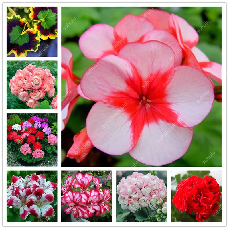 100 pcs Two-color Red White Univalve Geranium bonsai Perennial Flower bonsai Pelargonium Peltatum bonsai for Indoor Rooms
100 pcs Two-color Red White Univalve Geranium bonsai Perennial Flower bonsai Pelargonium Peltatum bonsai for Indoor Rooms