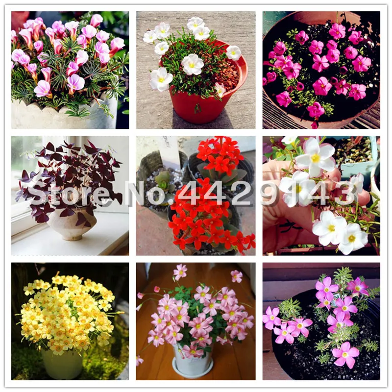Hot sale! 200 Pcs Bonsai Oxalis Versicolor Flowers Bonsais So Beautiful World's Rarest Flowers For Garden Home Planting Flowers
Hot sale! 200 Pcs Bonsai Oxalis Versicolor Flowers Bonsais So Beautiful World's Rarest Flowers For Garden Home Planting Flowers