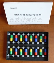 400mm*57mm Structure model of base pair in color DNA double helix structure model
400mm*57mm Structure model of base pair in color DNA double helix structure model