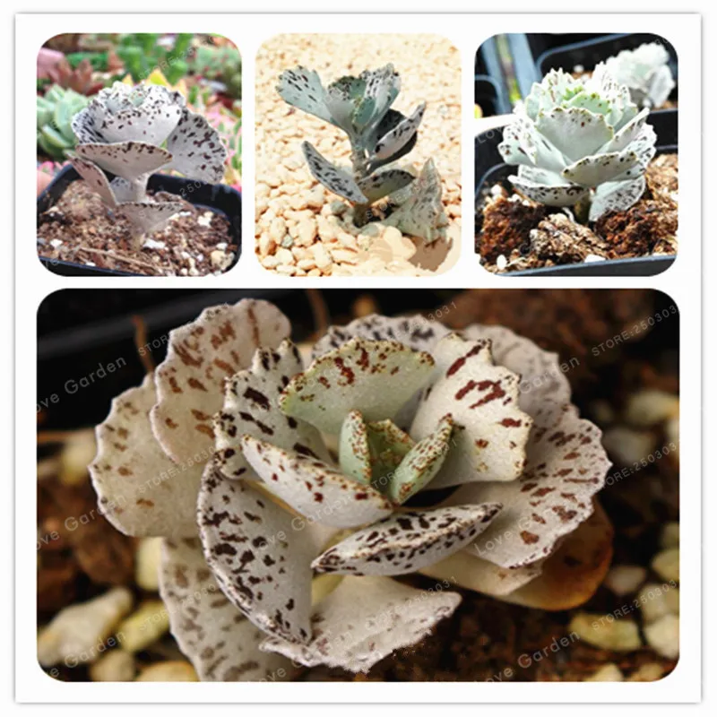 100 Pcs Rare Kalanchoe Marmorata Bonsai Perennial Potted Plant Succulent Bonsai Plants For DIY Home Garden
100 Pcs Rare Kalanchoe Marmorata Bonsai Perennial Potted Plant Succulent Bonsai Plants For DIY Home Garden