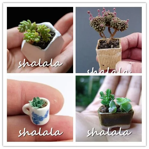 hot sale 200pcs Mixed color very small mini succulent plant flores meaty plant Flower plantas home bonsai plant For home garden
hot sale 200pcs Mixed color very small mini succulent plant flores meaty plant Flower plantas home bonsai plant For home garden