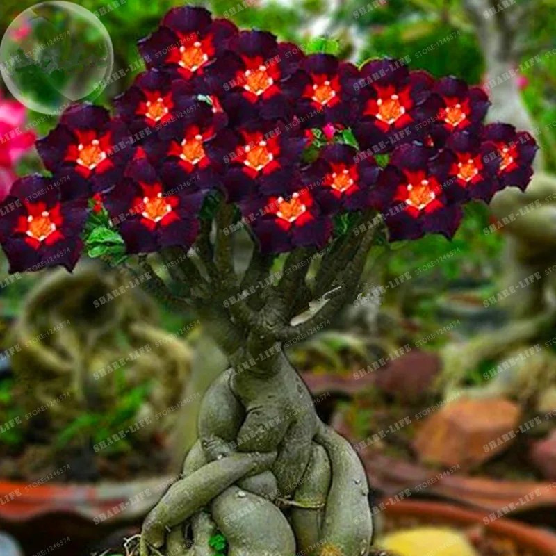 Rare Brown Black Adenium Desert Rose With Fire Red Heart Flower 1PCS Bonsai Compact Single Petal Flowers
Rare Brown Black Adenium Desert Rose With Fire Red Heart Flower 1PCS Bonsai Compact Single Petal Flowers
