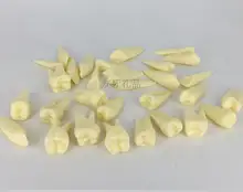 2X tooth model 28 Standard tooth with root Tooth grain Oral cavity model Dental teaching free shipping
2X tooth model 28 Standard tooth with root Tooth grain Oral cavity model Dental teaching free shipping