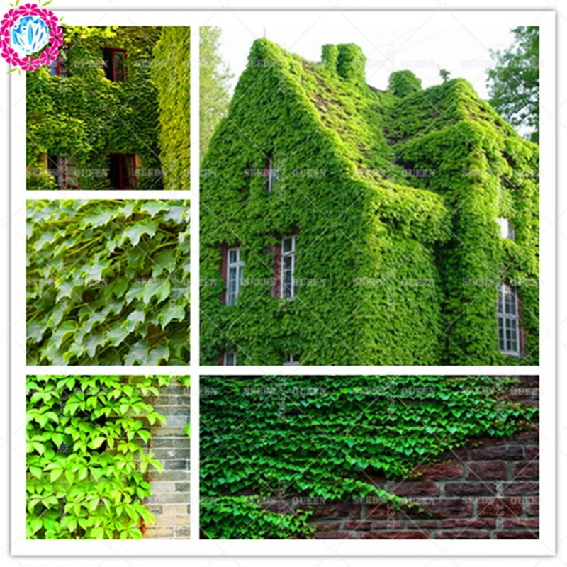 50pcs IVY Outdoor Climbing Creepers Parthenocissus Tricuspidata Green For Home Garden Decor Supplies Best Packaging
50pcs IVY Outdoor Climbing Creepers Parthenocissus Tricuspidata Green For Home Garden Decor Supplies Best Packaging