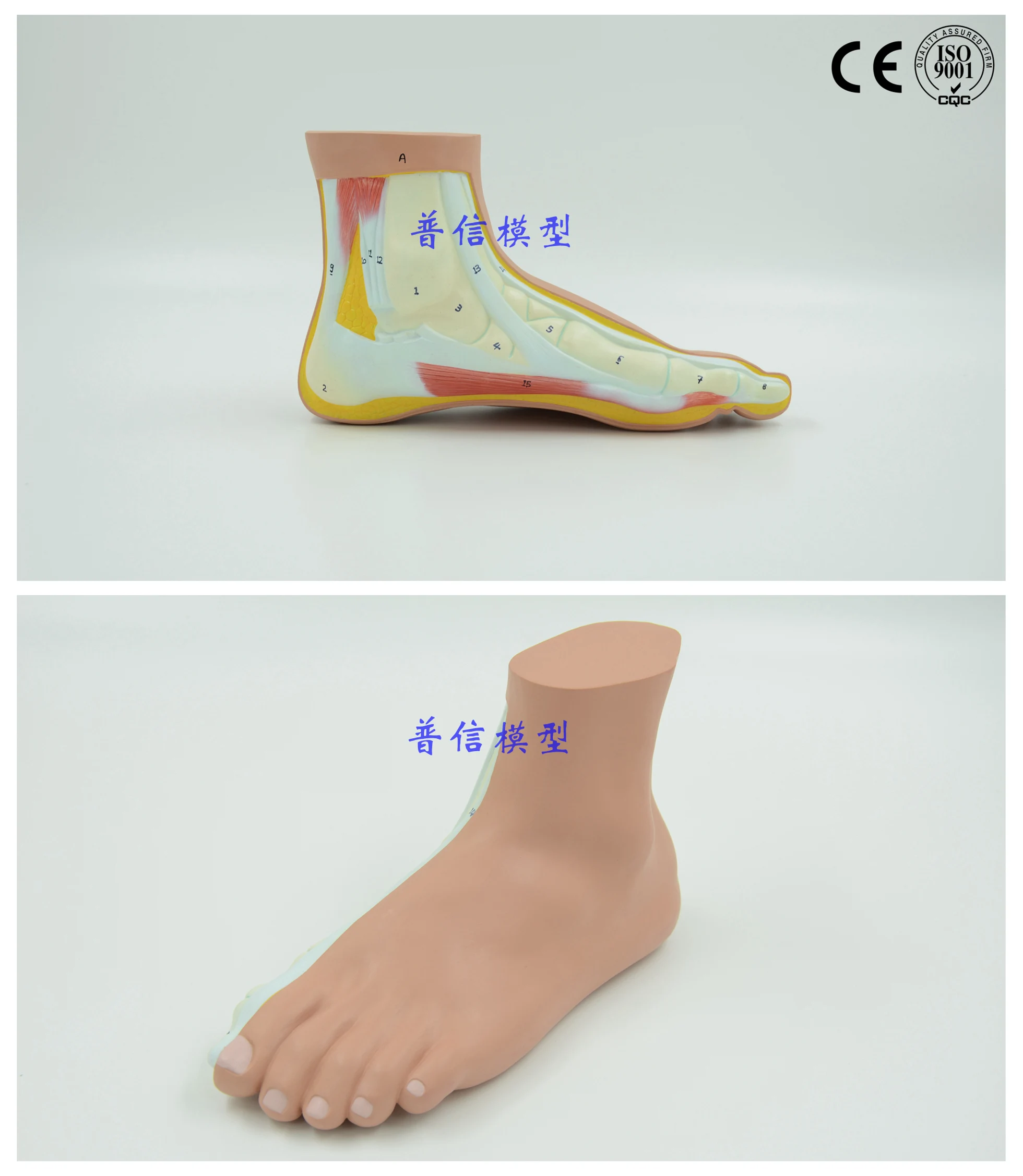 Free shipping&Normal foot joint foot anatomy teaching model and medical bone model and anatomical of the human body
Free shipping&Normal foot joint foot anatomy teaching model and medical bone model and anatomical of the human body