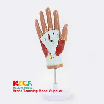 Sketch muscles Anatomical model hand Tendon model Palm model Fingerprint Muscle anatomy Medical teaching equipment
Sketch muscles Anatomical model hand Tendon model Palm model Fingerprint Muscle anatomy Medical teaching equipment