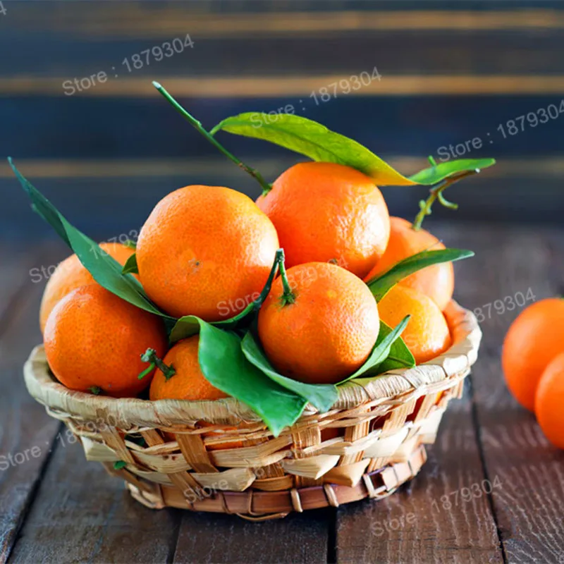 500pcs/bag high quality orange flores potted outdoor planting plantas sweet fruit plante bonsai plant for home garden
500pcs/bag high quality orange flores potted outdoor planting plantas sweet fruit plante bonsai plant for home garden
