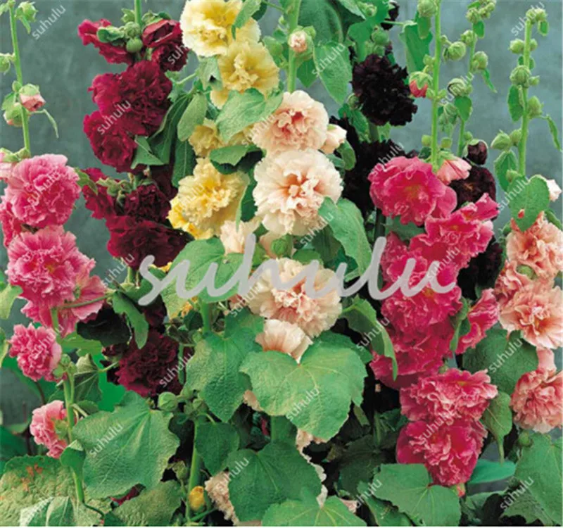 Big Sale ! 50 Pcs New Double Hollyhock Bonsai, Mixed Perennial Garden Decoration Rare Flower Potts Althaea Rosea Planting
Big Sale ! 50 Pcs New Double Hollyhock Bonsai, Mixed Perennial Garden Decoration Rare Flower Potts Althaea Rosea Planting