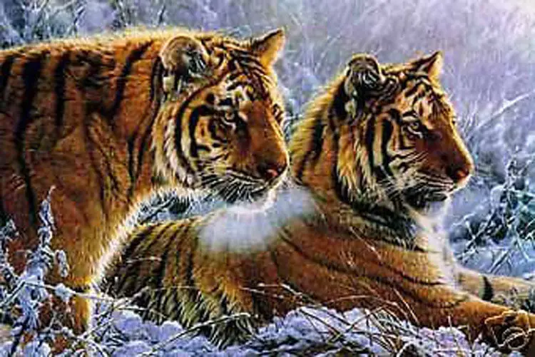 Handicrafts Art Repro oil painting:tigers In canvas 24x36