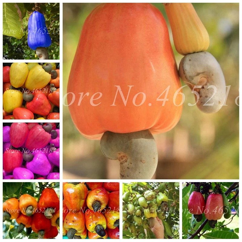 5 Pcs Exotic Cashew Tree Bonsai Anacardium Occidentale Rare Tropical Plant Tree Fruit Plants for Garden Flower Pot Free Shipping
5 Pcs Exotic Cashew Tree Bonsai Anacardium Occidentale Rare Tropical Plant Tree Fruit Plants for Garden Flower Pot Free Shipping