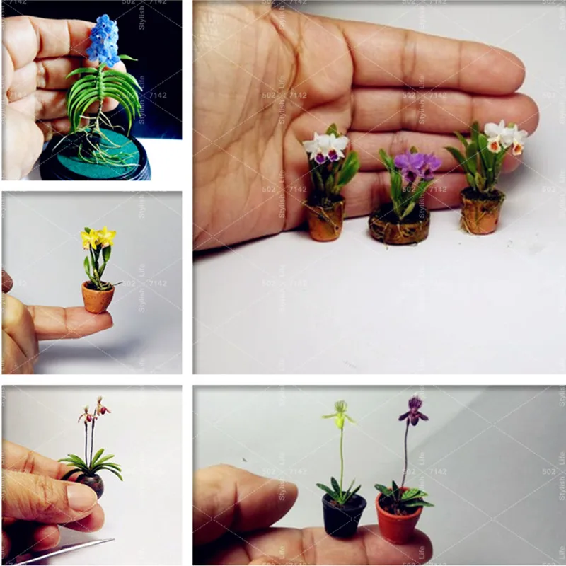 Bonsai 100 Pcs Rare Mini Orchid plante Flower flores Bonsai Phalaenopsis Orchid plantas Perennial Potted Plants For Home Garden
Bonsai 100 Pcs Rare Mini Orchid plante Flower flores Bonsai Phalaenopsis Orchid plantas Perennial Potted Plants For Home Garden