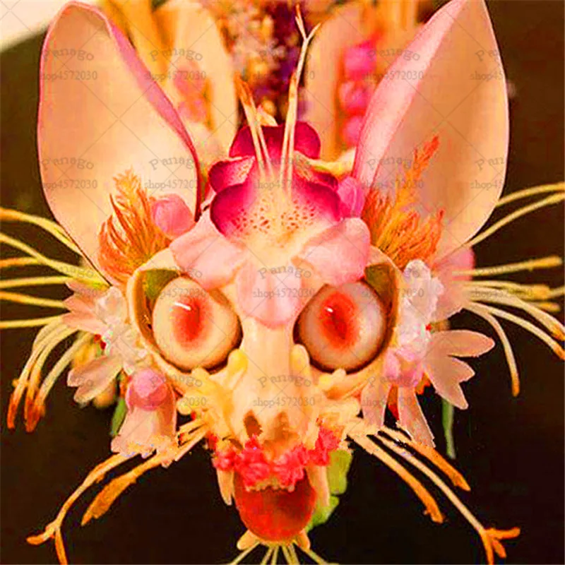 100 Pcs/Lot Japanese Monkey Face Orchid Flower Bonsai Plants Rare Flowers Potted Planting for Home Garden Decoration
100 Pcs/Lot Japanese Monkey Face Orchid Flower Bonsai Plants Rare Flowers Potted Planting for Home Garden Decoration