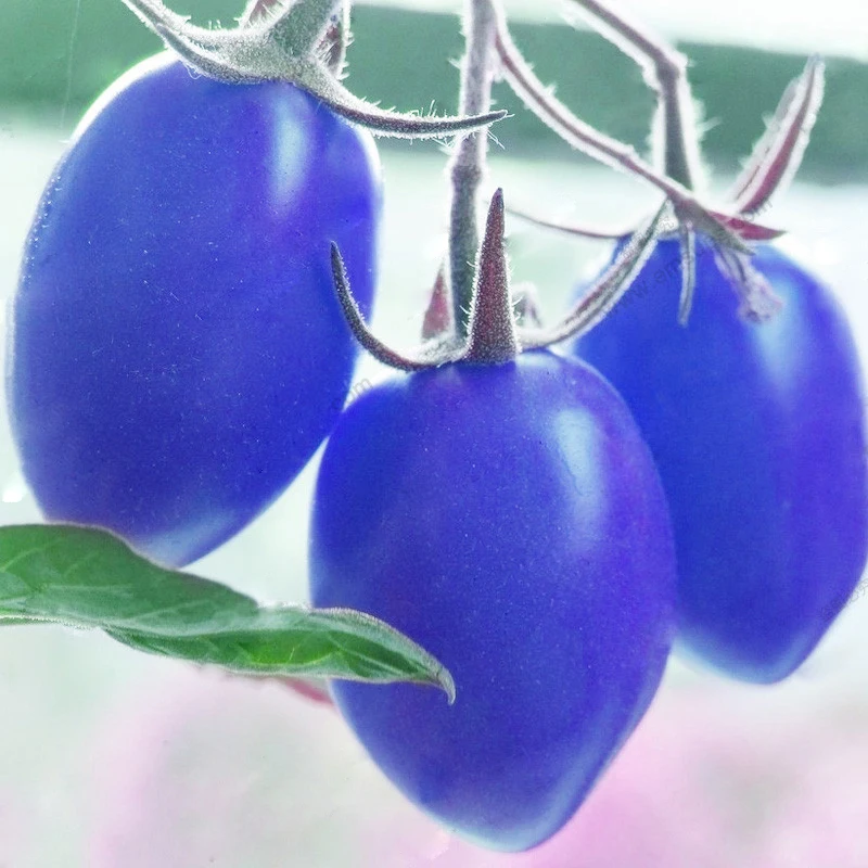 A Pack 100 PCS Blue Cherry Tomato Balcony Bonsai Potted Home Tomato Plant Healthy Fruits Vegetables
A Pack 100 PCS Blue Cherry Tomato Balcony Bonsai Potted Home Tomato Plant Healthy Fruits Vegetables