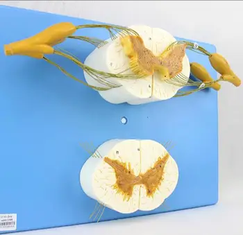 Anatomic Anatomy of Spinal Anesthesia In The Peripheral Nervous System of Human Spinal Nerve Branch Model
Anatomic Anatomy of Spinal Anesthesia In The Peripheral Nervous System of Human Spinal Nerve Branch Model