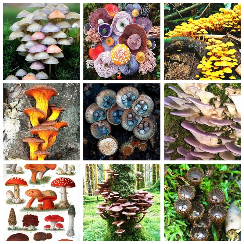 1000 Pcs Delicious Giant Mushroom Bonsai Organic Green Food Funny Succulent Plant Edible Healthy Vegetable Plant For Happy Farm
1000 Pcs Delicious Giant Mushroom Bonsai Organic Green Food Funny Succulent Plant Edible Healthy Vegetable Plant For Happy Farm