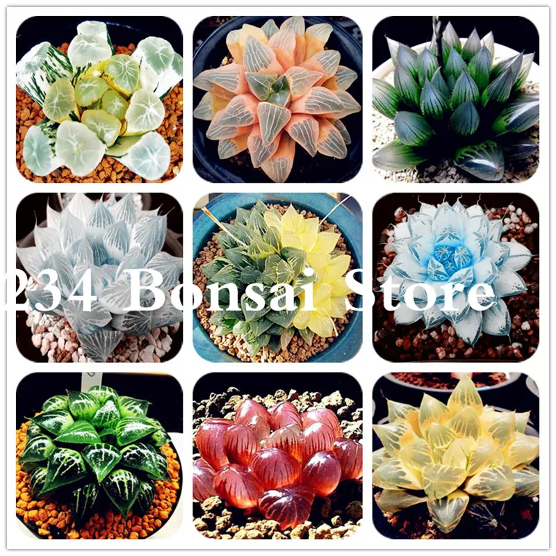 100pcs Real Succulent plant Perennial Angiosperm Plants Flower, Pseudotruncatella Living Stone Lithops plant Bonsai Easy to Grow
100pcs Real Succulent plant Perennial Angiosperm Plants Flower, Pseudotruncatella Living Stone Lithops plant Bonsai Easy to Grow