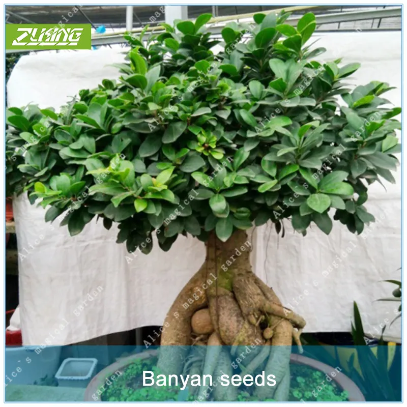 ZLKING 100pcs Chinese Mini Banyan Tree Bonsai Fresh Nature High Germination Rate Ficus Microcarpa Plant Potted Garden Decoration
ZLKING 100pcs Chinese Mini Banyan Tree Bonsai Fresh Nature High Germination Rate Ficus Microcarpa Plant Potted Garden Decoration