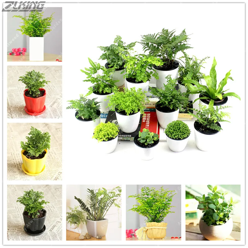 ZLKING 200 PCS The oldest land plants Fern Bonsai Indoor Bonsai Important Embellishment Pharmaceutically Acceptable Edible
ZLKING 200 PCS The oldest land plants Fern Bonsai Indoor Bonsai Important Embellishment Pharmaceutically Acceptable Edible