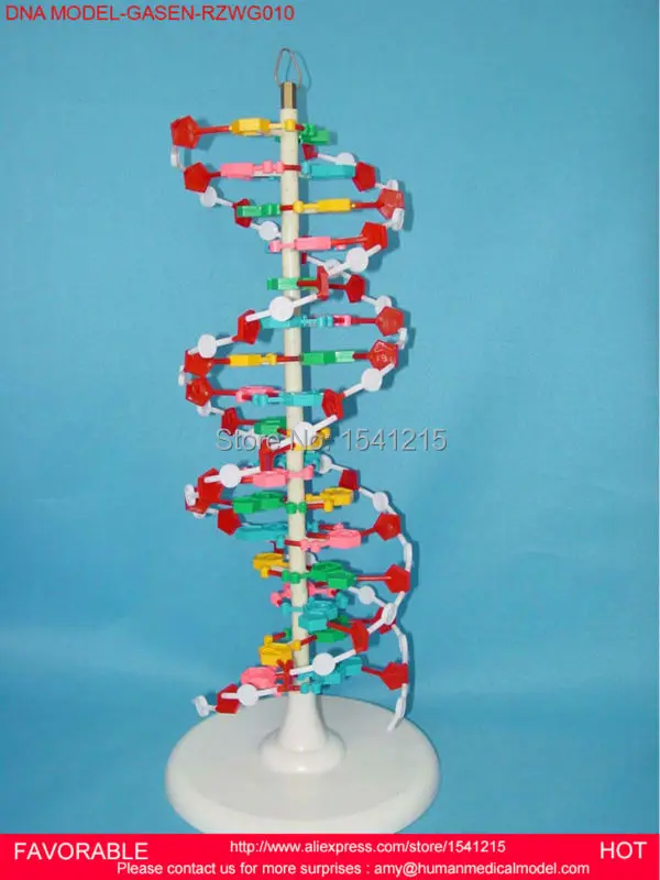 DNA DOUBLE HELIX MODEL WITH BASE GENETIC ,DNA MODEL AND MICROSCOPIC MODEL OF LARGE DNA TEACHING SIMULATION MODEL-GASEN-RZWG010
DNA DOUBLE HELIX MODEL WITH BASE GENETIC ,DNA MODEL AND MICROSCOPIC MODEL OF LARGE DNA TEACHING SIMULATION MODEL-GASEN-RZWG010