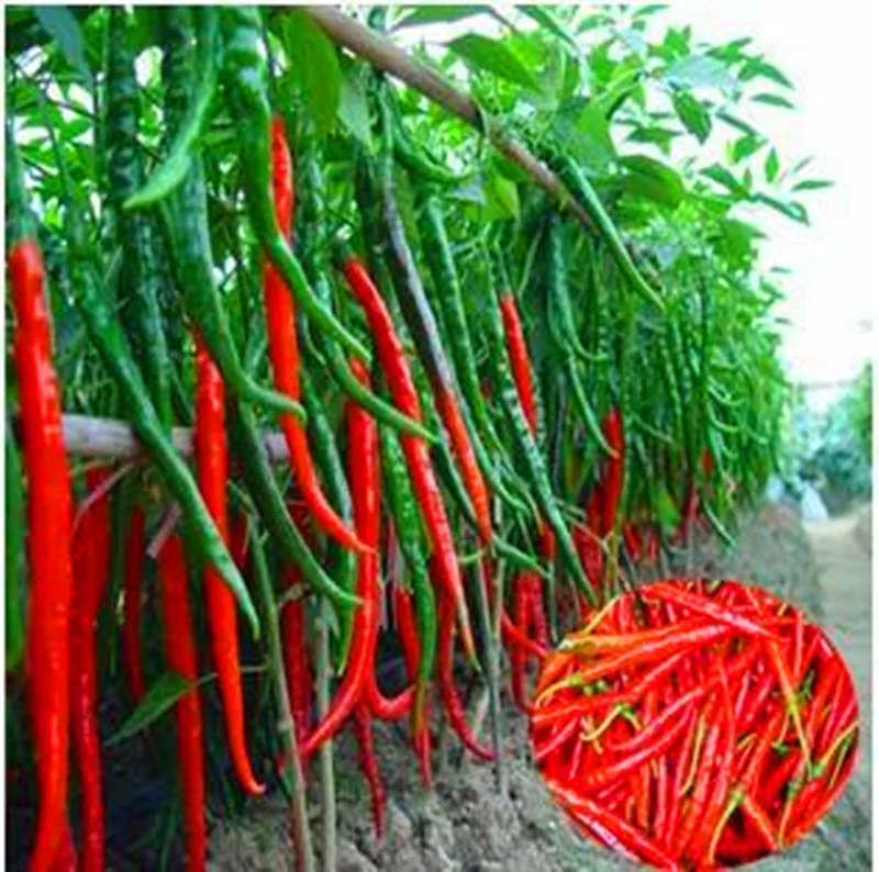 200pcs long hot pepper ,red hot chilli peppers,Edible fruit and vegetable for garden&farm Delicious ingredients
200pcs long hot pepper ,red hot chilli peppers,Edible fruit and vegetable for garden&farm Delicious ingredients