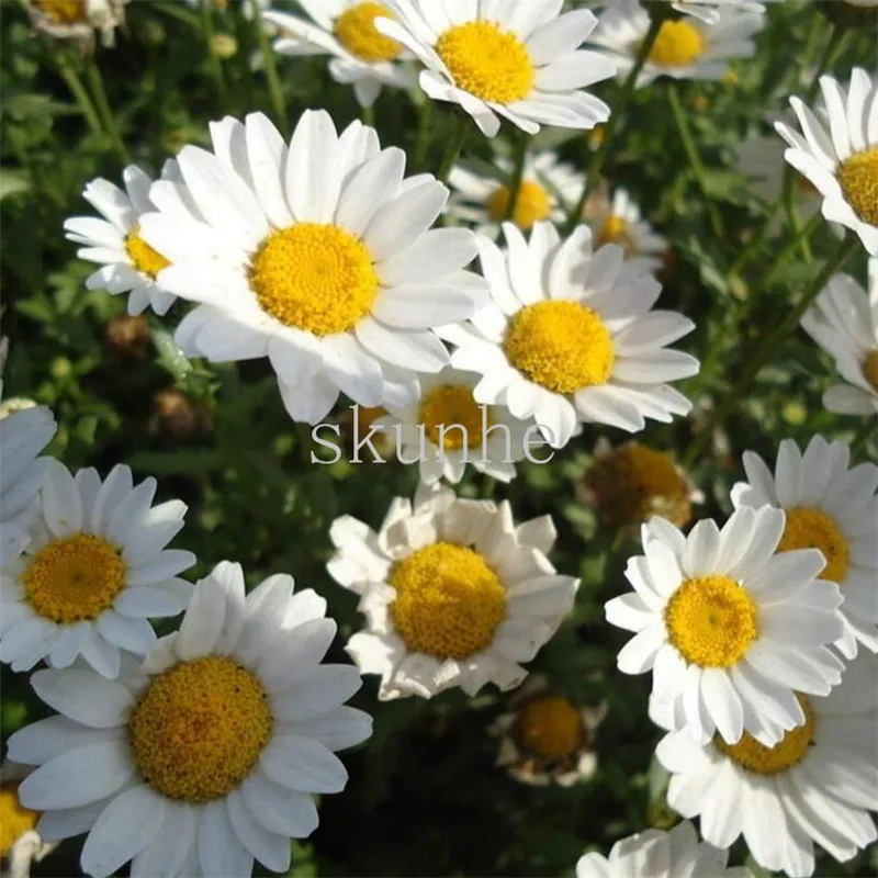 White gerbera bonsais flower bonsais landscaping office potted balcony with flowers 100pcs(bai jing ju)
White gerbera bonsais flower bonsais landscaping office potted balcony with flowers 100pcs(bai jing ju)