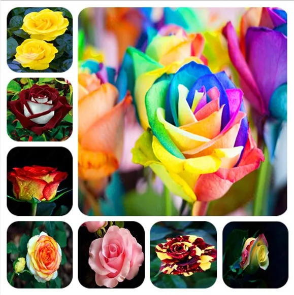 100Pcs/bag Amazingly Beauty Rose Bonsai Flower With Red Edge Seedling Rare Color Popular Garden Perennial Bush Or Bonsai
100Pcs/bag Amazingly Beauty Rose Bonsai Flower With Red Edge Seedling Rare Color Popular Garden Perennial Bush Or Bonsai