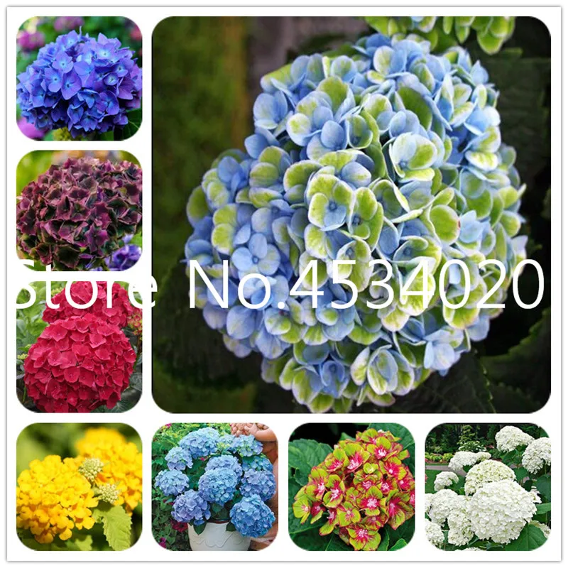 50 Pcs/bag Climbing Hydrangea bonsai Hydrangea Flowers plants Bonsai Viburnum Home Garden Beautiful Wedding Party Flower Plant
50 Pcs/bag Climbing Hydrangea bonsai Hydrangea Flowers plants Bonsai Viburnum Home Garden Beautiful Wedding Party Flower Plant
