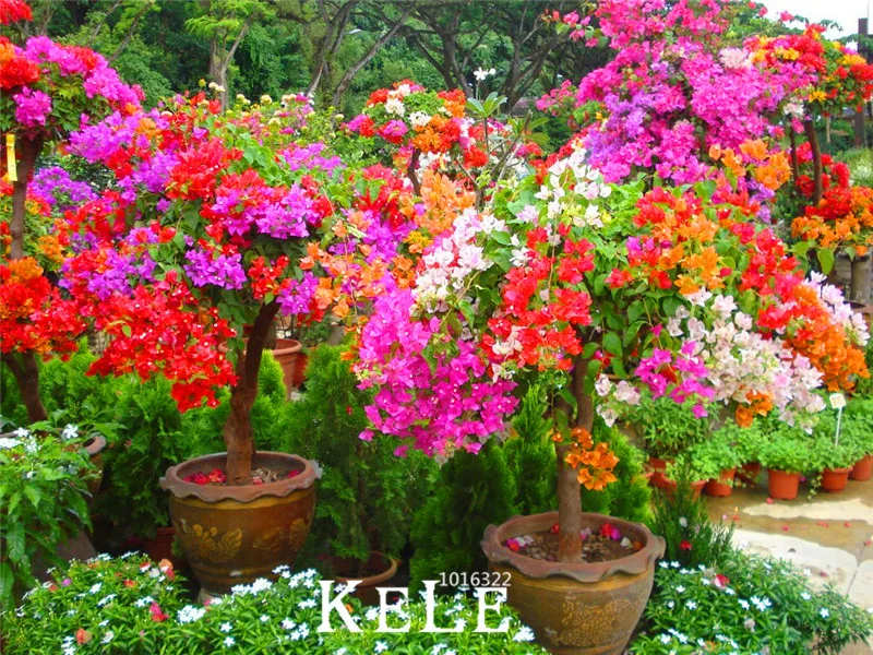 New Fresh 100Pcs/Bag Mix-color Bougainvillea Spectabilis Wild garden bonsai flower plant flores flowers pot planters,#85MQ
New Fresh 100Pcs/Bag Mix-color Bougainvillea Spectabilis Wild garden bonsai flower plant flores flowers pot planters,#85MQ