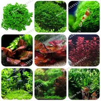Hot-Pellia-For-Live-Fish-Moss-Fern-Aquarium-Plant-Java-Fish-Tank-Aquatic-Seeds-Landscape-Decoration.jpg_200x200