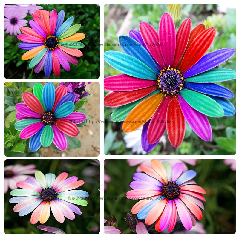 Daisy Bonsai Colorful African Daisy Osteospermum Garden Flower Balcony Indoor office potted plants 30 Particles BU008
Daisy Bonsai Colorful African Daisy Osteospermum Garden Flower Balcony Indoor office potted plants 30 Particles BU008