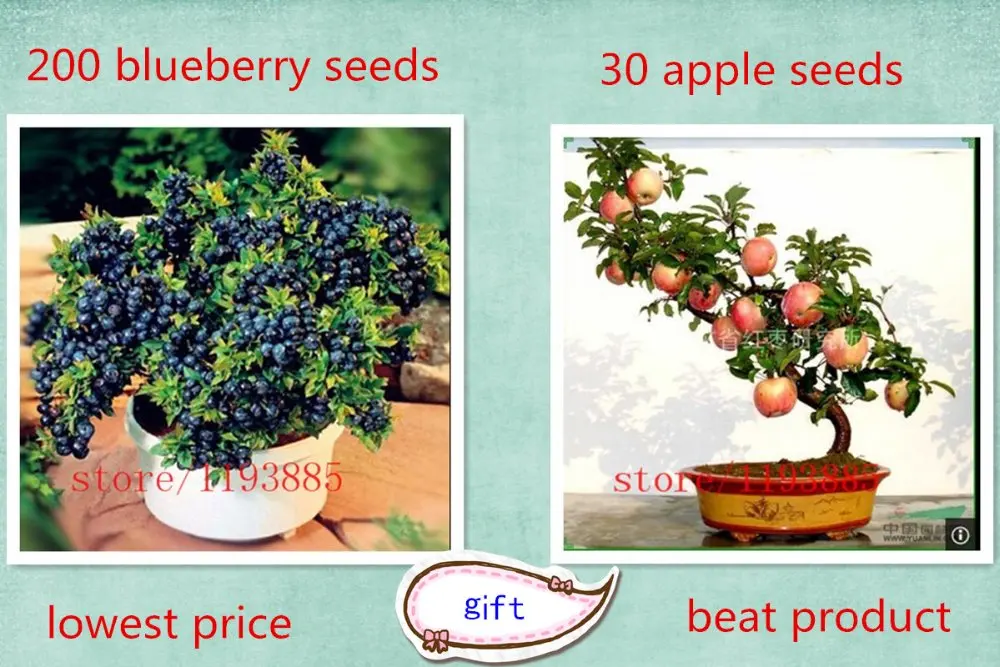 200 Pcs Blueberry Tree Fruit Blueberry Potted Bonsai Tree send you 30 pcs/bag apple as gift
200 Pcs Blueberry Tree Fruit Blueberry Potted Bonsai Tree send you 30 pcs/bag apple as gift
