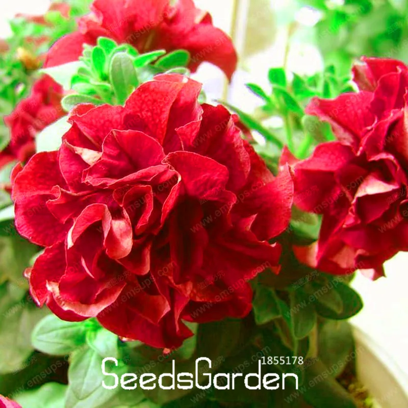 Sale!50 Pcs/Bag petunia petals plant Red petunia Garden Home Bonsai Balcony Flower Petunia Flower flores,#1JHC86
Sale!50 Pcs/Bag petunia petals plant Red petunia Garden Home Bonsai Balcony Flower Petunia Flower flores,#1JHC86