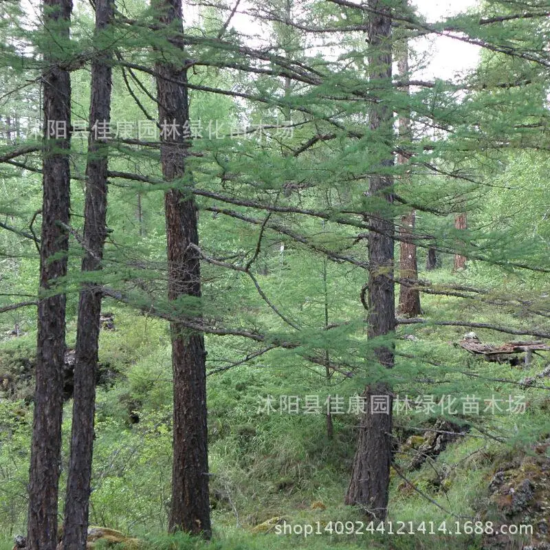 authentic larch tree bonsai collected plant money loose Japanese larch Fujimatsu germination rate 200g / Pack
authentic larch tree bonsai collected plant money loose Japanese larch Fujimatsu germination rate 200g / Pack