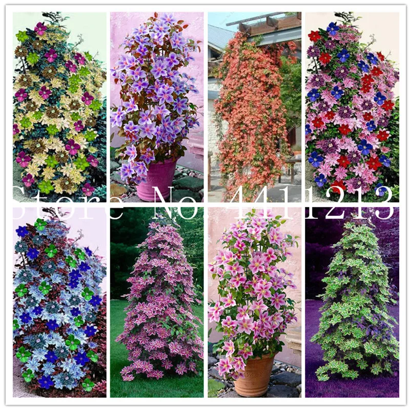 100 pcs Clematis bonsai Climbing Clematis Hybridas Hanging Flowers Potted Balcony Blooming Plants Plants Sementes De Flores
100 pcs Clematis bonsai Climbing Clematis Hybridas Hanging Flowers Potted Balcony Blooming Plants Plants Sementes De Flores