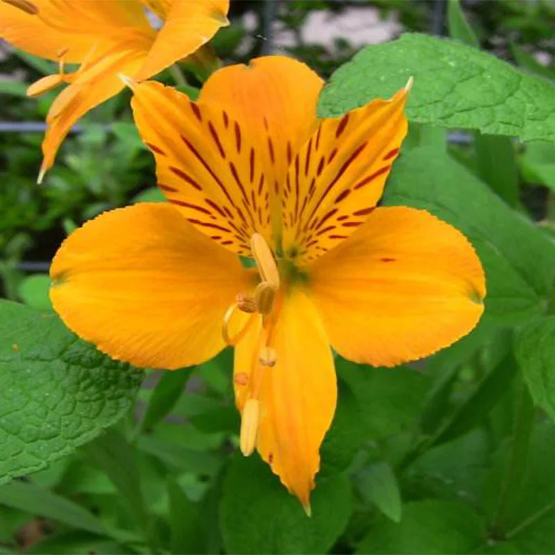 20 pcs A Variety of Colored Varieties of Alstroemeria Flowers Like Cuckoo and Narcissus Stems and Leaves are Like Lilies
20 pcs A Variety of Colored Varieties of Alstroemeria Flowers Like Cuckoo and Narcissus Stems and Leaves are Like Lilies