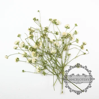 7-10cm white babysbreath real dry pressed flower branch craft for DIY glass dome resin filling 10pcs each pack 1503147
7-10cm white babysbreath real dry pressed flower branch craft for DIY glass dome resin filling 10pcs each pack 1503147