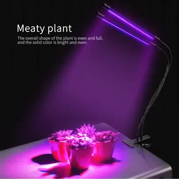 LED USB Grow Light Bulb With Red Blue Spectrum Adjustable Timer Plant Grow Lamp For Indoor Plants
LED USB Grow Light Bulb With Red Blue Spectrum Adjustable Timer Plant Grow Lamp For Indoor Plants