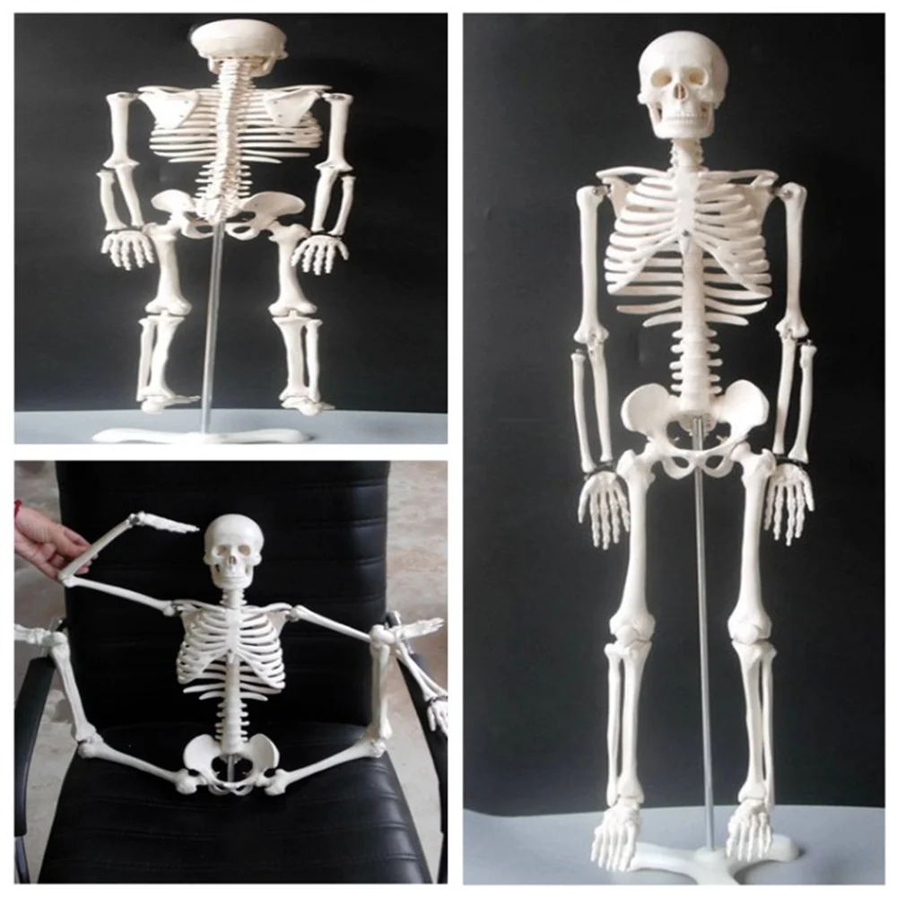 

85cm Physique Mini Anatomical Skeleton Human Model Stand Poster Medical Learn Aid Anatomy