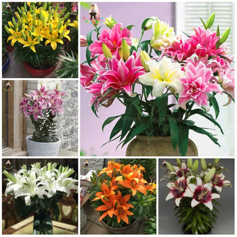 Beautiful Large Bonsai Lilium Flower 100 Pcs Colorful Lily Bonsai Not Lily Bulbs Rare Plants Potted Home Gardening DIY Flower
Beautiful Large Bonsai Lilium Flower 100 Pcs Colorful Lily Bonsai Not Lily Bulbs Rare Plants Potted Home Gardening DIY Flower