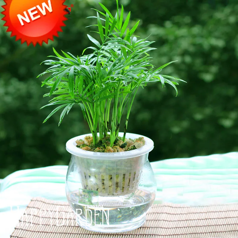 Promotion!Lucky Bamboo bonsai Potted Balcony Radiation Absorption Planting is Simple - 100 Pcs/Lot,#8V1TSD
Promotion!Lucky Bamboo bonsai Potted Balcony Radiation Absorption Planting is Simple - 100 Pcs/Lot,#8V1TSD