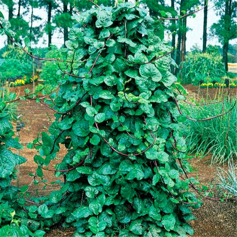 100pcs/bag Nutritious Ornamental Edible Climbing Malabar Spinach plants organic vegetables healthy food for home garden
100pcs/bag Nutritious Ornamental Edible Climbing Malabar Spinach plants organic vegetables healthy food for home garden