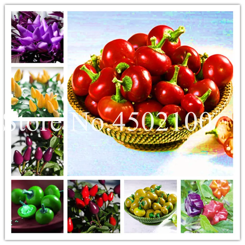 120 Pcs Bonsai Cherry Pepper Bonsai, Sweet Red Cherry Great Annual Organic Delicious Home Garden Delicious Vegetable High Germin
120 Pcs Bonsai Cherry Pepper Bonsai, Sweet Red Cherry Great Annual Organic Delicious Home Garden Delicious Vegetable High Germin