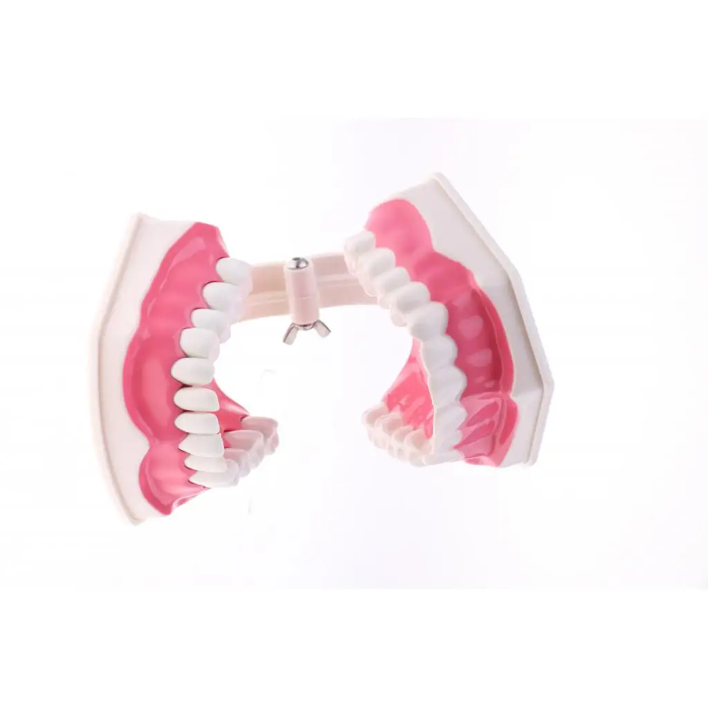 2X Large PVC Human Teeth Model with Removable Lower Teeth School Teeth Teaching Tools Student Children Educational Toy