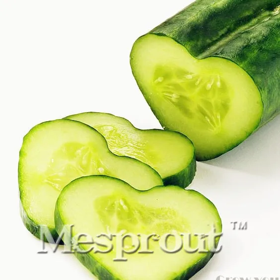 Free Shipping 100PCS Heart-shaped Cucumbers Bonsai Healthy Non Transgenic Vegetable Plant The Budding Rate 90%
Free Shipping 100PCS Heart-shaped Cucumbers Bonsai Healthy Non Transgenic Vegetable Plant The Budding Rate 90%