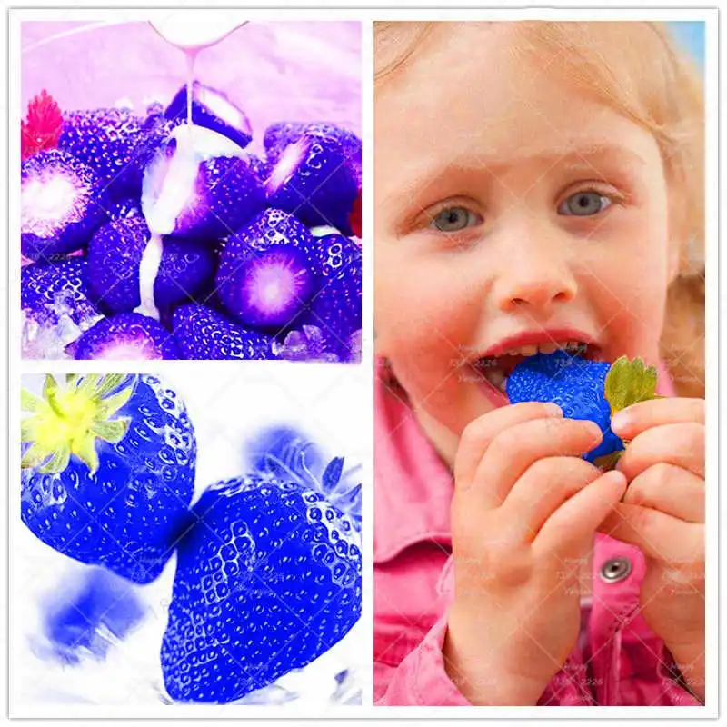 600PCS/BAG Blue Strawberry Bonsai Plant Fruit Rare Color Family Garden Strawberry Mini Pot Plant Decoration
600PCS/BAG Blue Strawberry Bonsai Plant Fruit Rare Color Family Garden Strawberry Mini Pot Plant Decoration