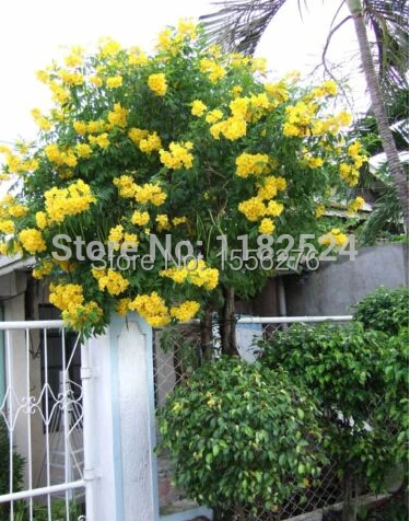 100 YELLOW TRUMPET BUSH / TREE Flower semillas *Tecoma Stans *Yellow Elder *BELLS
100 YELLOW TRUMPET BUSH / TREE Flower semillas *Tecoma Stans *Yellow Elder *BELLS