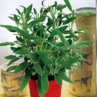 2019 Time-limited New None New Year Libra Excluded Semillas Sementes Straw Dolls Wholesale Gardening Seeds To Eat Sage 1/bag
2019 Time-limited New None New Year Libra Excluded Semillas Sementes Straw Dolls Wholesale Gardening Seeds To Eat Sage 1/bag