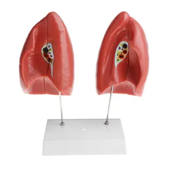 1: 1 Removable 4 Parts Lung Model Human Structure Anatomical Model for School Teaching Tool Learning Display Lab Supplies
1: 1 Removable 4 Parts Lung Model Human Structure Anatomical Model for School Teaching Tool Learning Display Lab Supplies