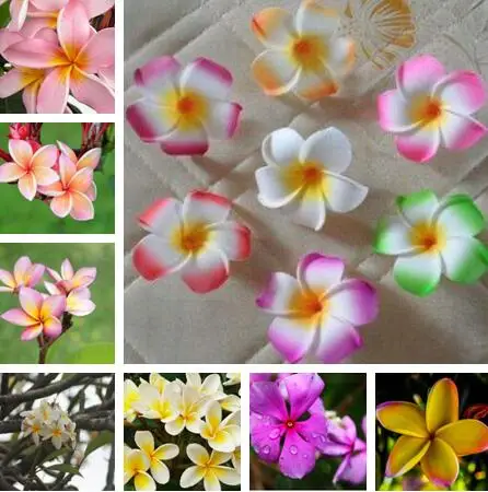 Semillas De Flores 100 Pcs Plumeria ( Frangipani, Hawaiian Lei Flower ) Bonsai, Bonsai Rare Exotic Flower Plants Free Shipping
Semillas De Flores 100 Pcs Plumeria ( Frangipani, Hawaiian Lei Flower ) Bonsai, Bonsai Rare Exotic Flower Plants Free Shipping